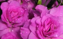 Amelia Rose Azalea - 1 Gallon Pot -Best Bush Shop Azalea Amelia Rose 1