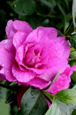 Amelia Rose Azalea - 1 Gallon Pot -Best Bush Shop Azalea Amelia Rose 3