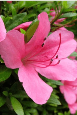 Chinzan Dwarf Azalea - 3 Gallon Pot -Best Bush Shop Azalea Chinzan 500x750 2