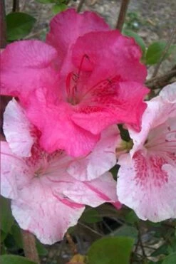 Conversation Piece Azalea - 1 Gallon Pot 9 Conversation Piece Azalea - 1 Gallon Pot -Best Bush Shop Azalea Conversation Piece 10