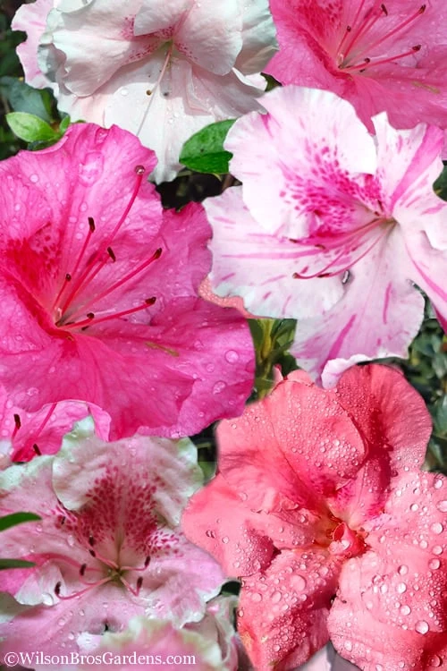 Conversation Piece Azalea - 1 Gallon Pot 1 Conversation Piece Azalea - 1 Gallon Pot