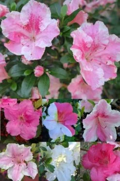 Conversation Piece Azalea - 1 Gallon Pot 8 Conversation Piece Azalea - 1 Gallon Pot -Best Bush Shop Azalea Conversation Piece 2 500x750 1