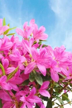 Pink Ribbons Deja Bloom Azalea - 1 Gallon Pot -Best Bush Shop Azalea Deja Bloom Pink Ribbons 4