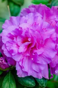 Autumn Majesty Encore Azalea - 6 Pack Of 1 Gallon Pots 10 Autumn Majesty Encore Azalea - 6 Pack Of 1 Gallon Pots -Best Bush Shop Azalea Encore Autumn Majesty 12