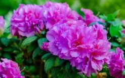 Autumn Majesty Encore Azalea - 6 Pack Of 1 Gallon Pots 9 Autumn Majesty Encore Azalea - 6 Pack Of 1 Gallon Pots -Best Bush Shop Azalea Encore Autumn Majesty 13