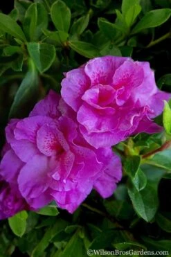 Autumn Majesty Encore Azalea - 6 Pack Of 1 Gallon Pots 11 Autumn Majesty Encore Azalea - 6 Pack Of 1 Gallon Pots -Best Bush Shop Azalea Encore Autumn Majesty 5