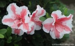 Autumn Starburst Encore Azalea - 1 Gallon Pot -Best Bush Shop Azalea Encore Autumn Starburst 2