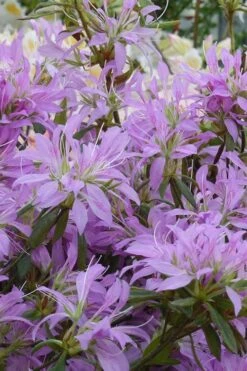 Koromo Shikibu Purple Spider Azalea - 3 Gallon Pot -Best Bush Shop Azalea Koromo Shikibu 2