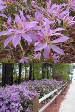 Koromo Shikibu Purple Spider Azalea - 3 Gallon Pot -Best Bush Shop Azalea Koromo Shikibu 9