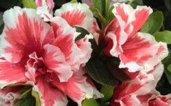 Mardi Gras Southern Indica Azalea - 6 Pack Of 1 Gallon Pots 7 Mardi Gras Southern Indica Azalea - 6 Pack Of 1 Gallon Pots -Best Bush Shop Azalea Mardi Gras 2