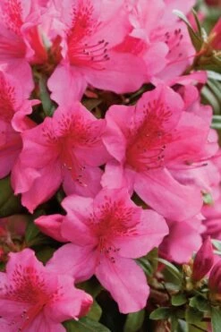 Pride Of Mobile Azalea - 1 Gallon Pot 8 Pride Of Mobile Azalea - 1 Gallon Pot -Best Bush Shop Azalea Pride Of Mobile 500x750 1