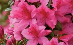 Pride Of Mobile Azalea - 1 Gallon Pot 9 Pride Of Mobile Azalea - 1 Gallon Pot -Best Bush Shop Azalea Pride of Mobile 15