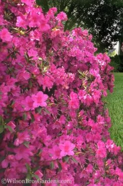 Pride Of Mobile Azalea - 1 Gallon Pot 7 Pride Of Mobile Azalea - 1 Gallon Pot -Best Bush Shop Azalea Pride of Mobile 21