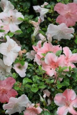 Sir Robert Dwarf Azalea - 3 Gallon Pot 10 Sir Robert Dwarf Azalea - 3 Gallon Pot -Best Bush Shop Azalea Sir Robert 12