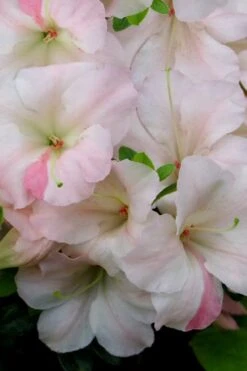 Sir Robert Dwarf Azalea - 3 Gallon Pot 9 Sir Robert Dwarf Azalea - 3 Gallon Pot -Best Bush Shop Azalea Sir Robert 20