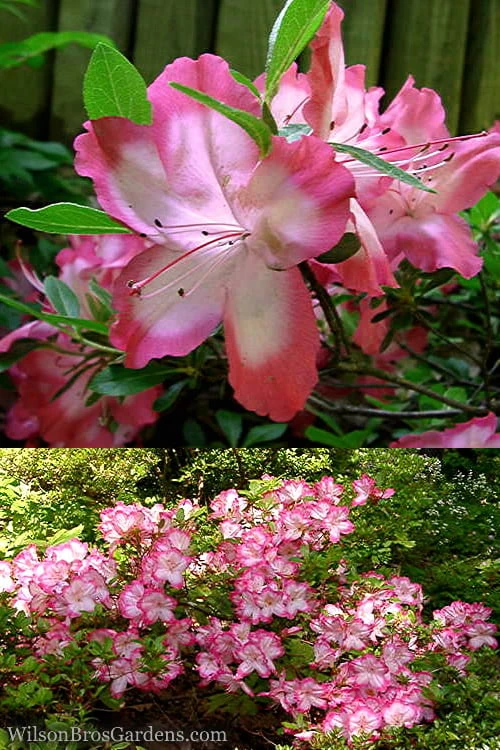 Vibrant Azalea (Harris Hybrid) - 6 Pack Of 1 Gallon Pots 4 Vibrant Azalea (Harris Hybrid) - 6 Pack Of 1 Gallon Pots - Image 4
