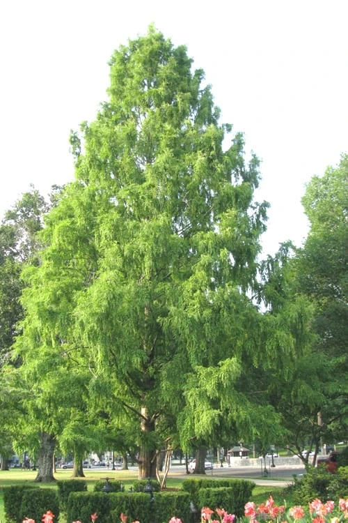 Bald Cypress Tree (Taxodium Distichum) - 1 Gallon Pot 7 Bald Cypress Tree (Taxodium Distichum) - 1 Gallon Pot - Image 7