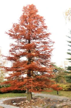 Bald Cypress Tree (Taxodium Distichum) - 1 Gallon Pot 17 Bald Cypress Tree (Taxodium Distichum) - 1 Gallon Pot -Best Bush Shop Bald Cypress 4