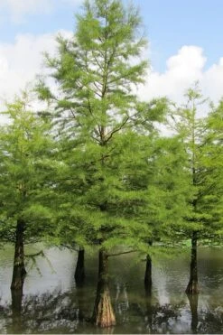 Bald Cypress Tree (Taxodium Distichum) - 1 Gallon Pot 14 Bald Cypress Tree (Taxodium Distichum) - 1 Gallon Pot -Best Bush Shop Bald Cypress 5