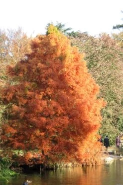 Bald Cypress Tree (Taxodium Distichum) - 1 Gallon Pot 13 Bald Cypress Tree (Taxodium Distichum) - 1 Gallon Pot -Best Bush Shop Bald Cypress 7