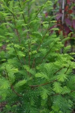 Bald Cypress Tree (Taxodium Distichum) - 1 Gallon Pot 12 Bald Cypress Tree (Taxodium Distichum) - 1 Gallon Pot -Best Bush Shop Bald Cypress 8