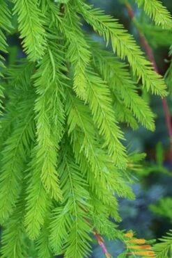 Bald Cypress Tree (Taxodium Distichum) - 1 Gallon Pot 16 Bald Cypress Tree (Taxodium Distichum) - 1 Gallon Pot -Best Bush Shop Bald Cypress 9