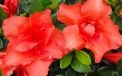 Orange Frost Bloom 'N Again Azalea - 1 Gallon Pot -Best Bush Shop Bloom N Again Azalea Orange Frost