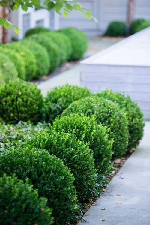 Baby Gem Boxwood - 3 Gallon Pot 1 Baby Gem Boxwood - 3 Gallon Pot