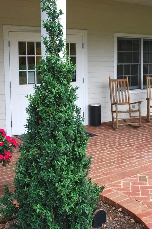 Dee Runk Columnar Boxwood - 6 Pack Of 1 Gallon Pots 1 Dee Runk Columnar Boxwood - 6 Pack Of 1 Gallon Pots