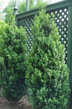 Dee Runk Columnar Boxwood - 2 Gallon Pot 7 Dee Runk Columnar Boxwood - 2 Gallon Pot -Best Bush Shop Boxwood Dee Runk 2 500x750 3