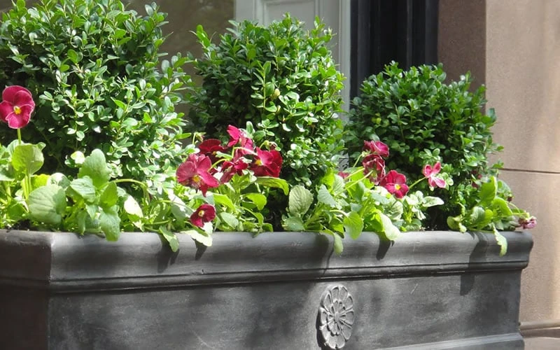 Dwarf English Boxwood - 2 Gallon Pot 5 Dwarf English Boxwood - 2 Gallon Pot - Image 5