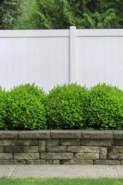 Dwarf English Boxwood - 1 Gallon Pot 8 Dwarf English Boxwood - 1 Gallon Pot -Best Bush Shop Boxwood Dwarf English 3 1