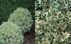 Dwarf Variegated Boxwood - 1 Gallon Pot 9 Dwarf Variegated Boxwood - 1 Gallon Pot -Best Bush Shop Boxwood Dwarf Variegated 50 1