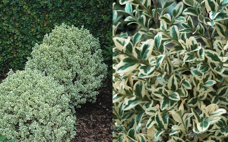 Dwarf Variegated Boxwood - 3 Gallon Pot 4 Dwarf Variegated Boxwood - 3 Gallon Pot - Image 4