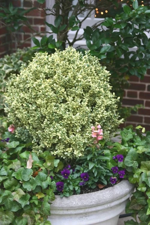Dwarf Variegated Boxwood - 6 Pack Of 1 Gallon Pots 1 Dwarf Variegated Boxwood - 6 Pack Of 1 Gallon Pots