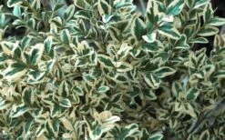 Dwarf Variegated Boxwood - 3 Gallon Pot 11 Dwarf Variegated Boxwood - 3 Gallon Pot -Best Bush Shop Boxwood Dwarf Variegated 51 2