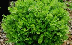 Franklins Gem Dwarf Boxwood - 6 Pack Of 1 Gallon Pots -Best Bush Shop Boxwood Franklins Gem