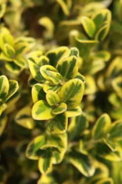 Golden Triumph Variegated Dwarf Boxwood - 6 Pack Of 1 Gallon Pots 11 Golden Triumph Variegated Dwarf Boxwood - 6 Pack Of 1 Gallon Pots -Best Bush Shop Boxwood Golden Triumph 3
