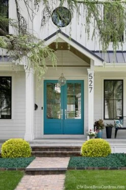 Golden Triumph Variegated Dwarf Boxwood - 1 Gallon Pot 10 Golden Triumph Variegated Dwarf Boxwood - 1 Gallon Pot -Best Bush Shop Boxwood Golden Triumph 7 1