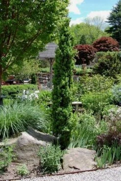 Graham Blandy Columnar Boxwood - 1 Gallon Pot 7 Graham Blandy Columnar Boxwood - 1 Gallon Pot -Best Bush Shop Boxwood Graham Blandy 2 2