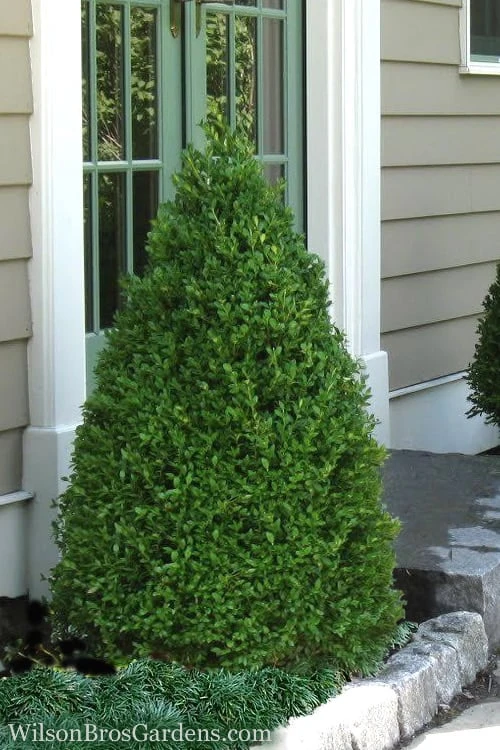 Green Mountain Boxwood - 3 Gallon Pot 1 Green Mountain Boxwood - 3 Gallon Pot