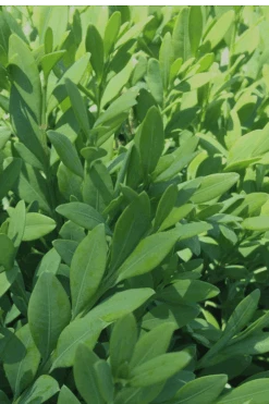 Green Mountain Boxwood - 2 Gallon Pot 12 Green Mountain Boxwood - 2 Gallon Pot -Best Bush Shop Boxwood Green Mountain 12 1