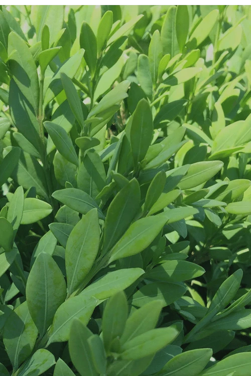 Green Mountain Boxwood - 1 Gallon Pot 6 Green Mountain Boxwood - 1 Gallon Pot - Image 6