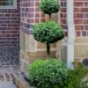 Common Boxwood 3-Ball Poodle Tier Topiary (Buxus Sempervirens) - 5 Gallon Pot