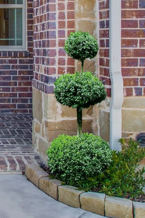 Common Boxwood 3-Ball Poodle Tier Topiary (Buxus Sempervirens) - 5 Gallon Pot 1 Common Boxwood 3-Ball Poodle Tier Topiary (Buxus Sempervirens) - 5 Gallon Pot