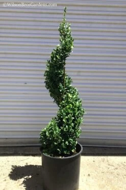 Green Mountain Boxwood Spiral Topiary - 5 Gallon Pot 7 Green Mountain Boxwood Spiral Topiary - 5 Gallon Pot -Best Bush Shop Boxwood Green Mountain Spiral 1