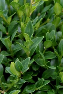 Green Velvet Boxwood - 7 Gallon Pot 11 Green Velvet Boxwood - 7 Gallon Pot -Best Bush Shop Boxwood Green Velvet 1
