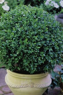 Green Velvet Boxwood - 1 Gallon Pot 10 Green Velvet Boxwood - 1 Gallon Pot -Best Bush Shop Boxwood Green Velvet 3 1