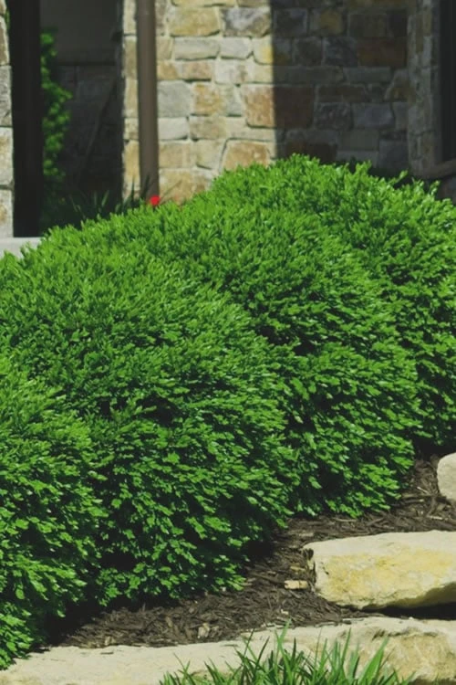 Green Velvet Boxwood - 6 Pack Of 1 Gallon Pots 4 Green Velvet Boxwood - 6 Pack Of 1 Gallon Pots - Image 4