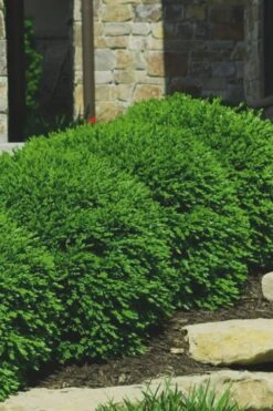 Green Velvet Boxwood - 7 Gallon Pot 9 Green Velvet Boxwood - 7 Gallon Pot -Best Bush Shop Boxwood Green Velvet 7
